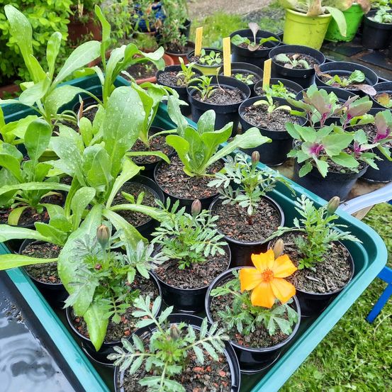 Verschiedene Topfpflanzen in einem Garten ausgestellt. Die Pflanzen umfassen Kräuter, Gemüse und Blumen. Die Pflanzen sind in Reihen in einer grünen Schale auf einem Tisch angeordnet.
