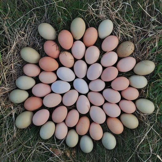 Eine kreisförmige Anordnung verschiedener gefärbter Eier auf einer Grasfläche mit Farbtönen von weiß bis braun und rosa.