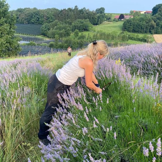 Eine Frau in einem Lavendelfeld, mit einer Gartenschere in der Hand. Bäume und Häuser im Hintergrund. Eine weitere Person in der Ferne.