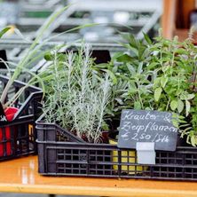 Bild enthält, Plant, Potted Plant, Herbal, Herbs, Garden, Nature, Gardening, Blackboard, Leaf