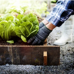 v1_migrated_image_80743292