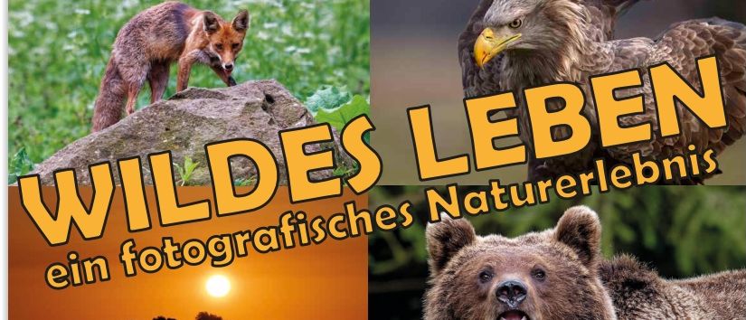Plakat mit einem Fuchs auf einem Felsen und Sonnenuntergang. Ein Bär mit einem Adler im Hintergrund. Datum: 13. März 2026. Zeit: 18:30 Uhr. Ort: Altes Herrenhaus, Pottenstein. Vortragender: Franz Lindenberg. Eintritt frei.