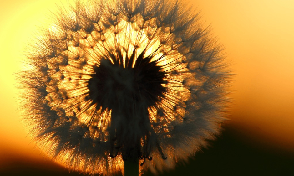 Ein Nahaufnahme einer Löwenzahnsilhouette vor einem Sonnenuntergangshimmel, mit Sonnenstrahlen, die durch ihre Blütenblätter scheinen.