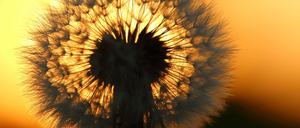 A close-up of a dandelion silhouette against a sunset sky, with rays of sunlight shining through its petals.