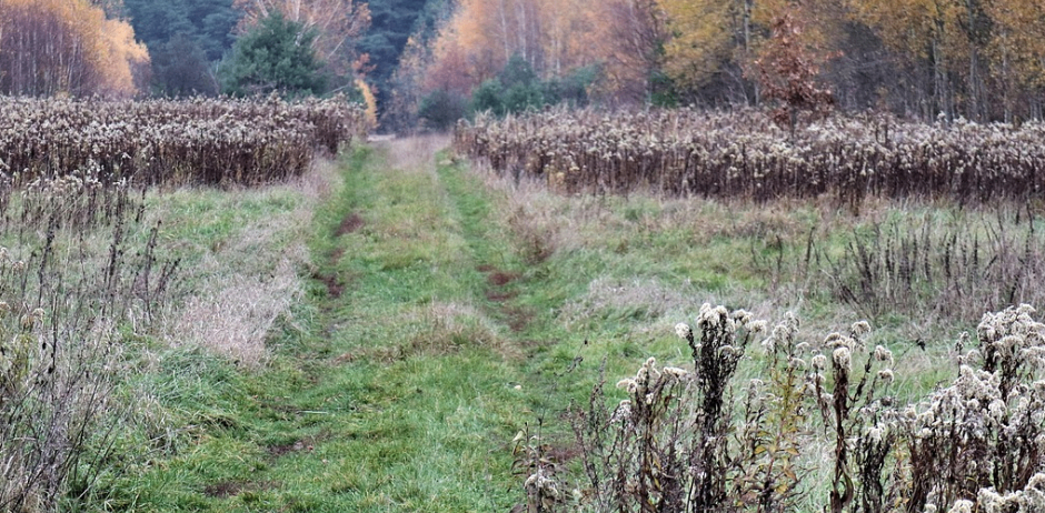 Eine herbstliche Szene mit einem grasigen Pfad, gesäumt von getrockneten Pflanzen, der in einen Laubwald mit gelben und orangefarbenen Blättern führt.