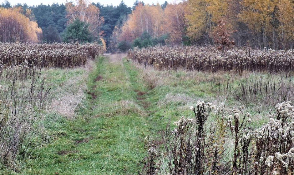 Eine herbstliche Szene mit einem grasigen Pfad, gesäumt von getrockneten Pflanzen, der in einen Laubwald mit gelben und orangefarbenen Blättern führt.