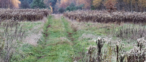 Eine herbstliche Szene mit einem grasigen Pfad, gesäumt von getrockneten Pflanzen, der in einen Laubwald mit gelben und orangefarbenen Blättern führt.