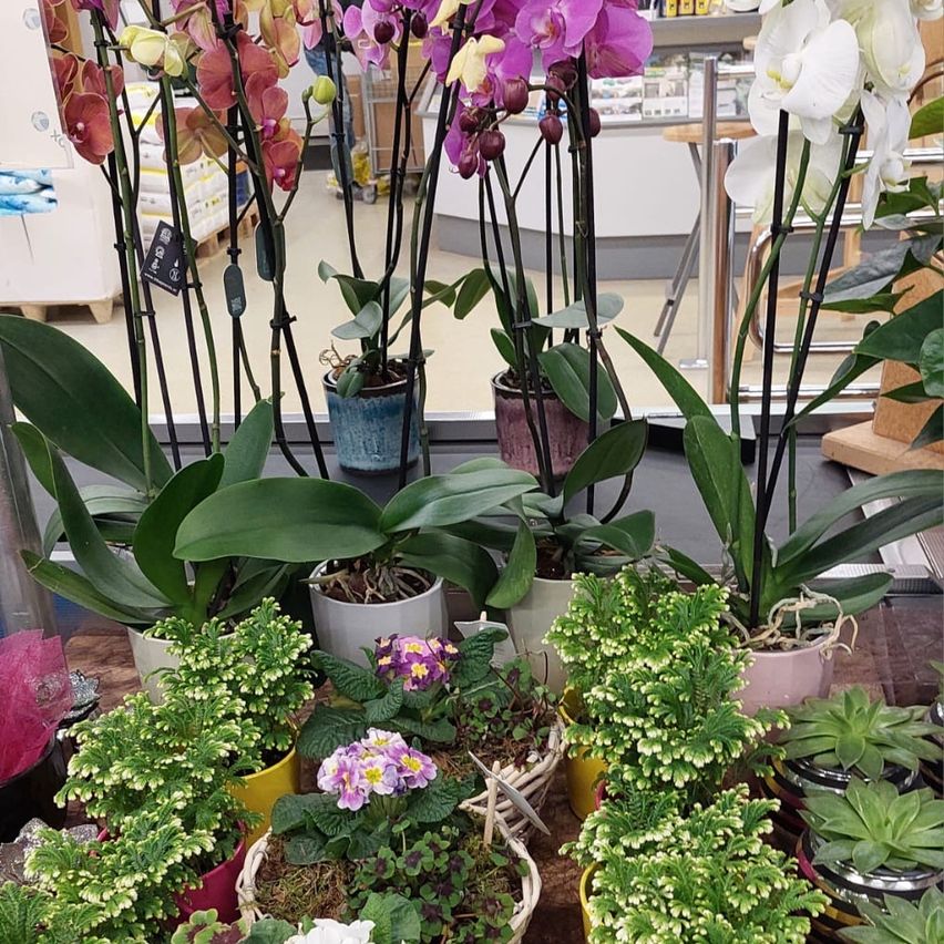 Bild enthält, Plant, Potted Plant, Flower, Flower Arrangement, Petal, Garden, Nature, Outdoors, Orchid