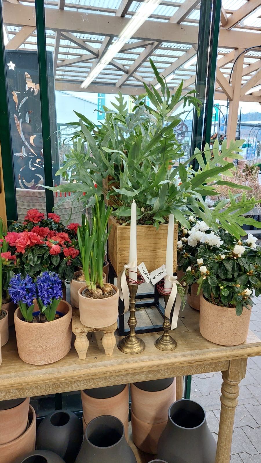 Bild enthält, Plant, Potted Plant, Interior Design, Planter, Pottery, Window, Outdoors, Garden, Nature, Tabletop