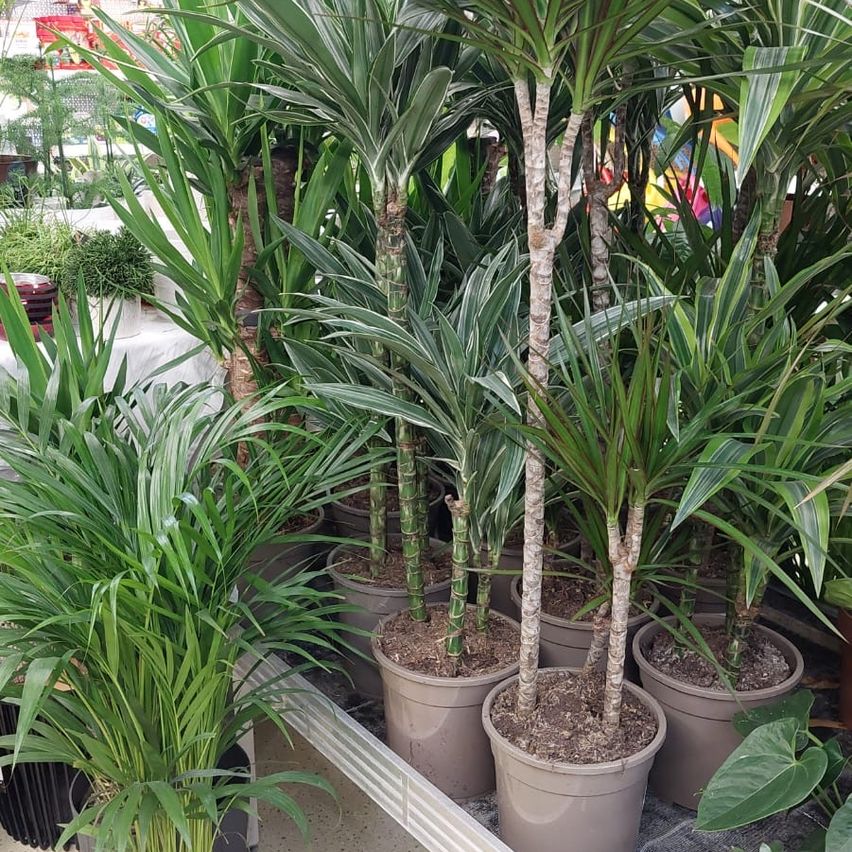 Bild enthält, Plant, Potted Plant, Palm Tree, Tree, Planter, Vase, Vegetation, Interior Design, Garden, Nature