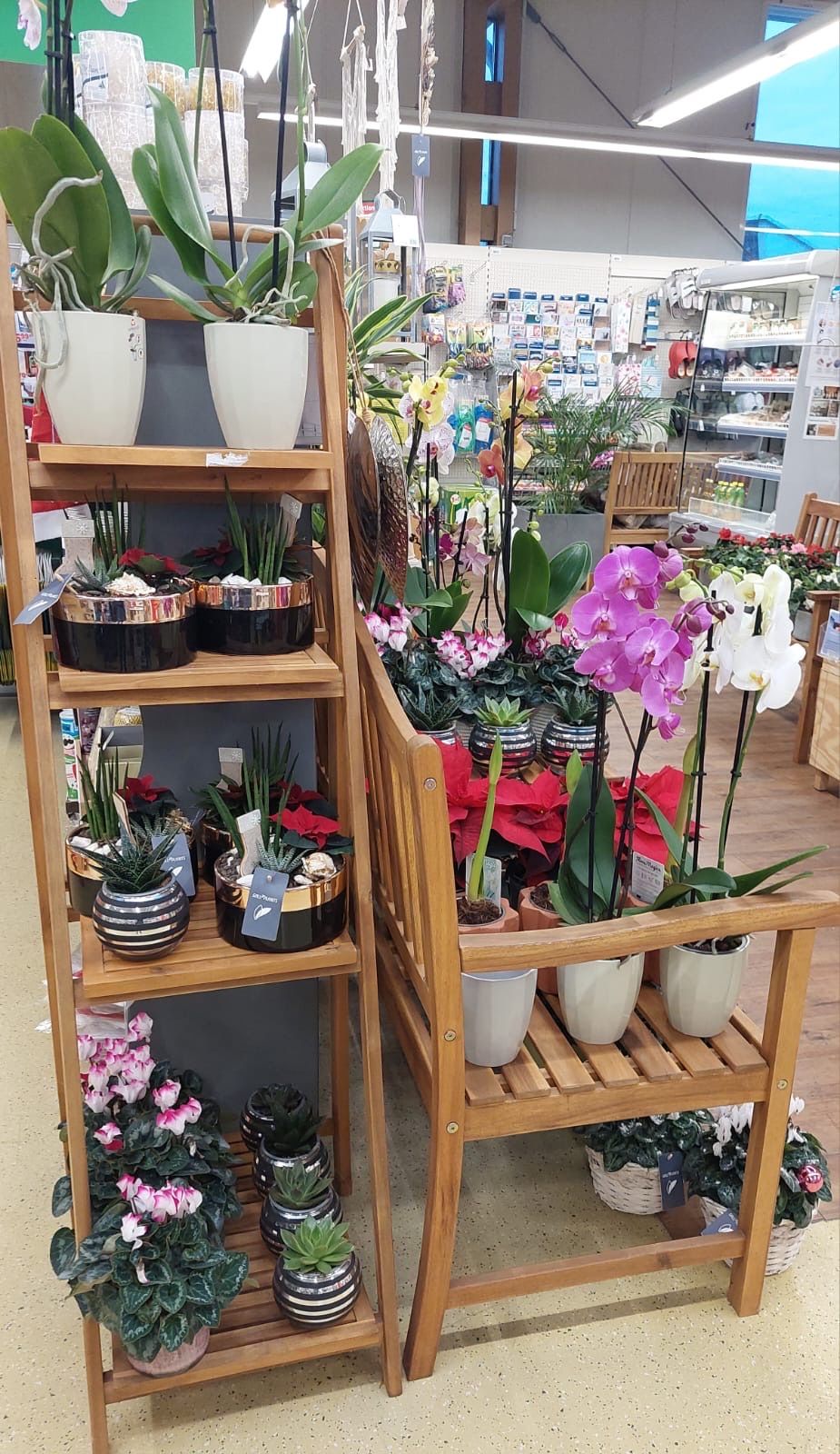 Bild enthält, Plant, Shop, Indoors, Market, Furniture, Grocery Store, Supermarket, Flower