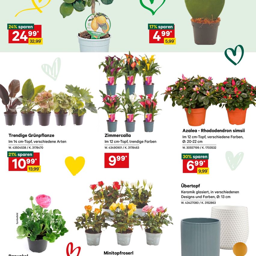 Werbung für Pflanzen mit verschiedenen Rabatten. Der obere Bereich zeigt einen Limebaum mit 24% Rabatt. Der mittlere Bereich zeigt eine Vielfalt von Topfpflanzen mit 17% Rabatt. Der untere Bereich zeigt trendige grüne Pflanzen, Zimmercalla, Azalee-Rhododendron und eine Glasvase mit Pflanzen.