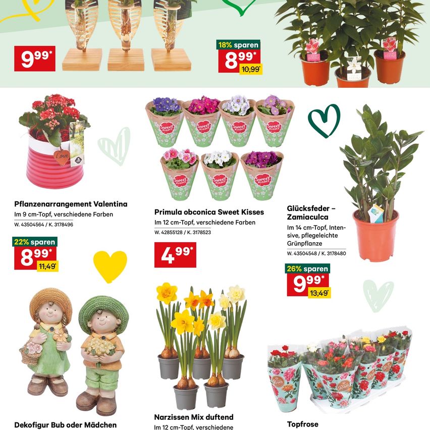 Werbeanzeige für Pflanzen mit Bildern und Preisen. 'Pflanzarrangement Valentina' für 11,49, 'Primula obconica Sweet Kisses' für 4,99, 'Glücksfeder-Zamiacuclua' für 13,49. 'Dekofigur Bub oder Mädchen' und 'Narzissen Mix duftend' mit verschiedenen Größen und Preisen. 'Topfrose' mit mehreren Blumenarrangements.