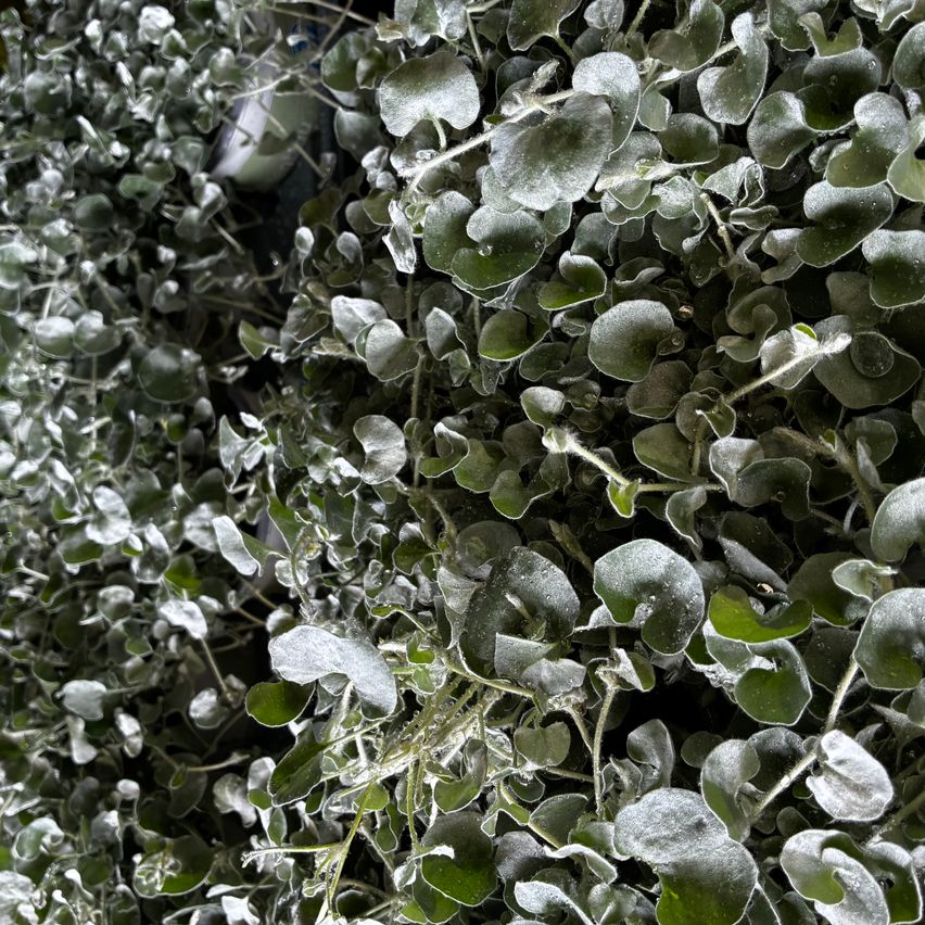 A close-up view of a wall covered in plants with small, heart-shaped green leaves and frost.