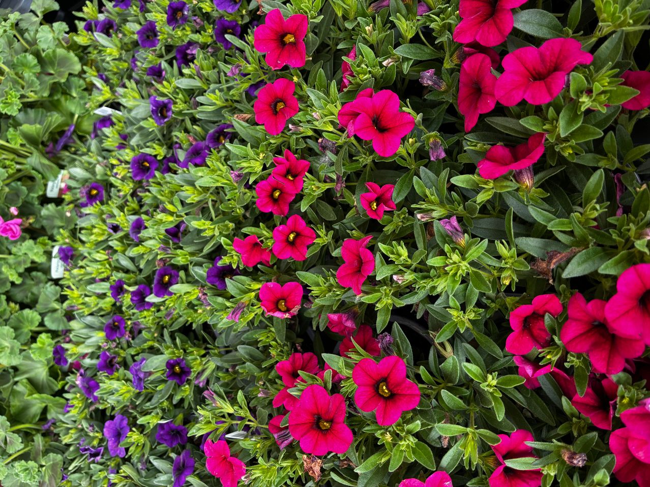 A vibrant wall of red and purple flowers with green leaves. The flowers have yellow centers.