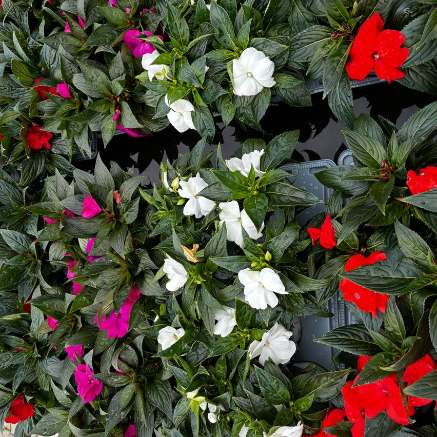 An aerial view of an array of vibrant flowers. The arrangement features white and pink flowers with glossy green leaves. Some red flowers are also visible.