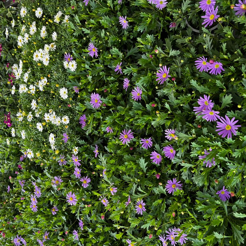 A dense garden wall covered in white and purple daisy flowers with green leaves, showcasing a vibrant floral display.