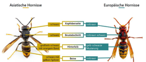 Das Bild zeigt zwei Arten von Hornissen mit beschrifteten Körperteilen. Links ist eine Asiatische Hornisse und rechts eine Europäische Hornisse. Beschriftungen umfassen Kopf, Brust, Hinterleib und spezifische Markierungen wie Farbe und Muster.