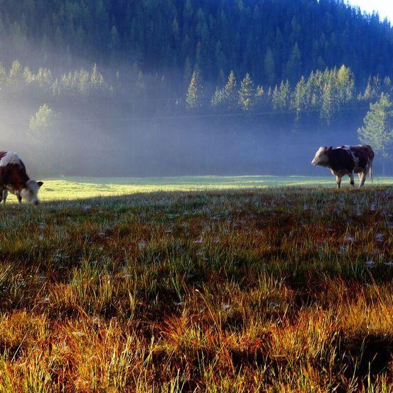 Zwei Kühe grasen auf einer Wiese mit einem nebligen Hintergrund. Die Wiese ist von einer Reihe von Bäumen umgeben, und das Sonnenlicht beleuchtet die Szene.