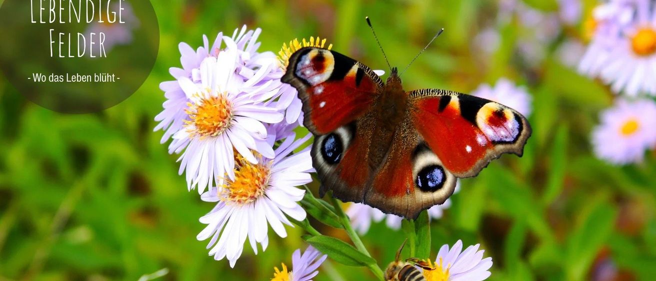 v1_migrated_image_65033255