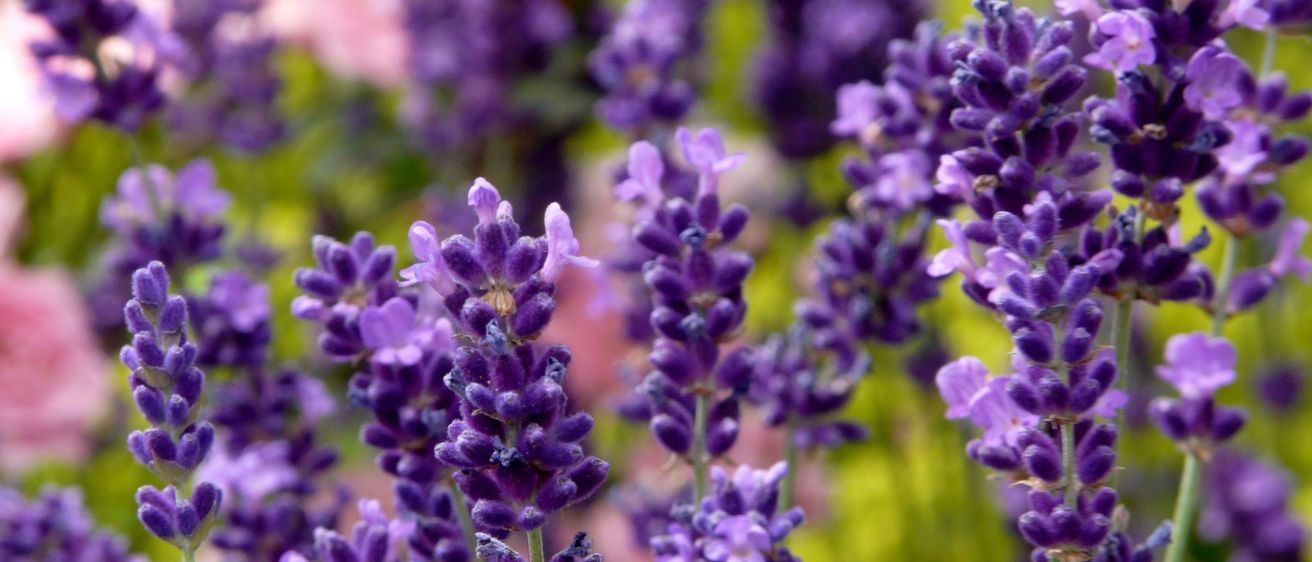 Bild enthält, Flower, Plant, Lavender, Lupin