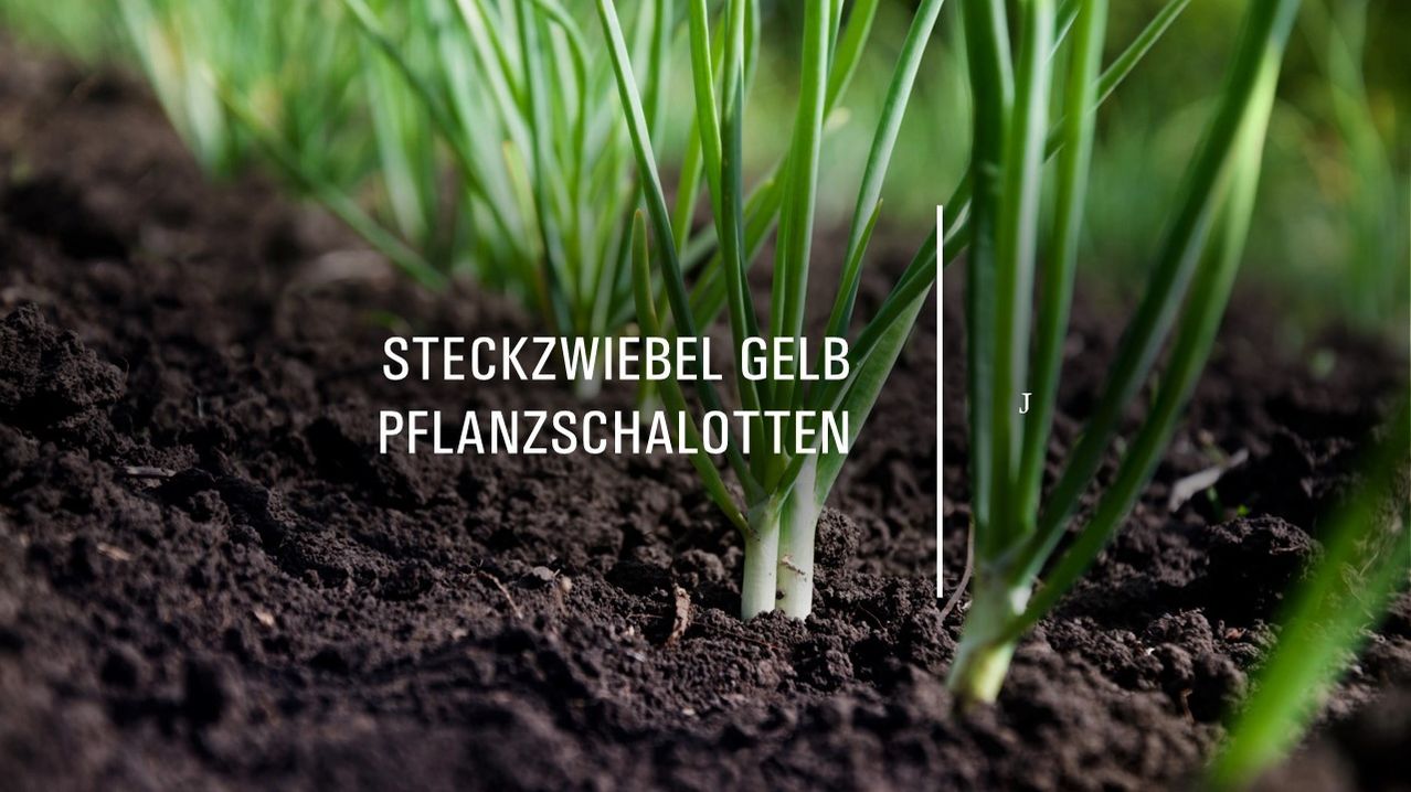 Ein Nahaufnahme von gelben Lauchpflanzen, die in der Erde wachsen, mit dem Text 'STECKZWIEBEL GELB' deutlich sichtbar.