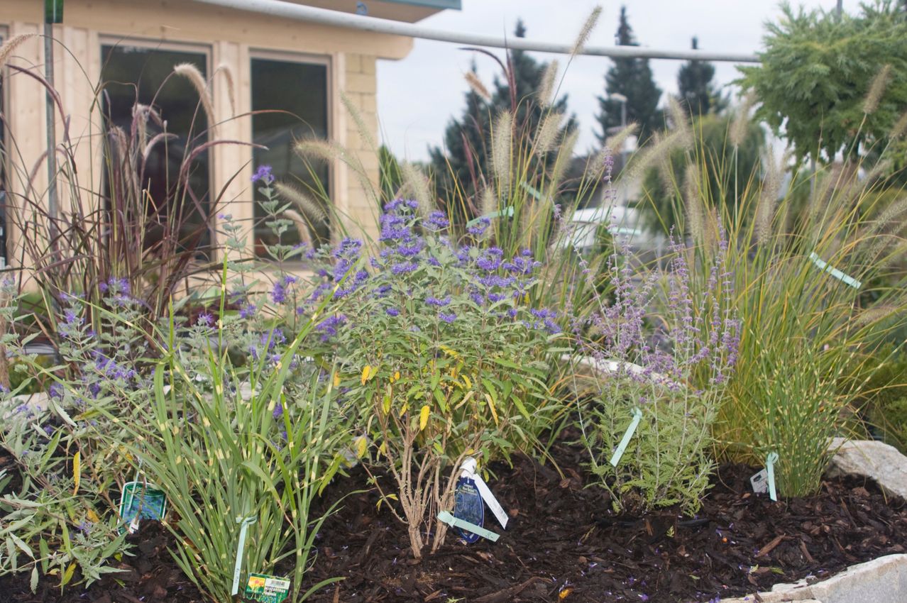 Ein Garten mit verschiedenen Pflanzen, darunter lila Blüten, hohen Gräsern und grünen Blättern, vor dem Hintergrund eines Hauses und Bäumen.