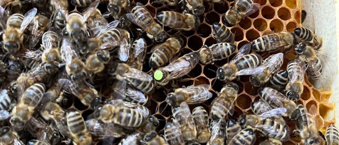 Animal, Bee, Honey Bee, Invertebrate, Apidae, Wasp