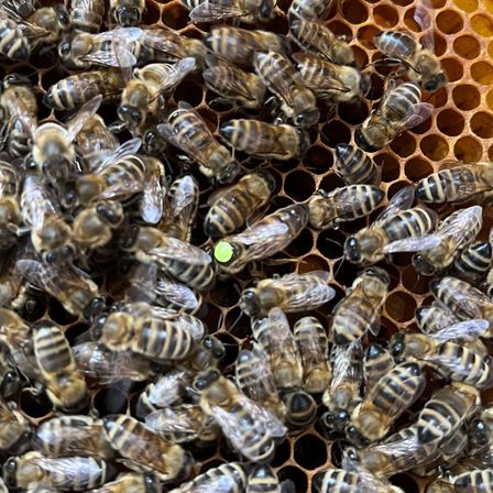 Bild enthält, Animal, Bee, Honey Bee, Invertebrate, Apidae, Wasp