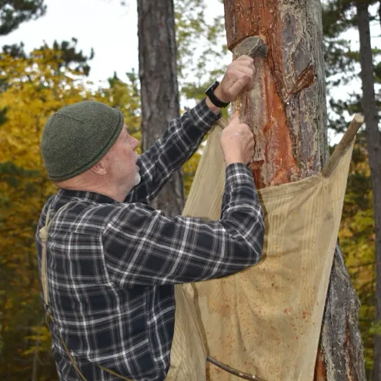 Ein älterer Mann arbeitet im Freien und kratzt mit einem Werkzeug die Rinde von einem Baum ab. Er trägt ein kariertes Hemd und eine grüne Mütze. Ein Beutel hängt am Baum und sammelt wahrscheinlich die abgekratzte Rinde.