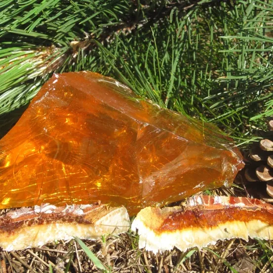 Ein großes bernsteinfarbenes Harz auf Gras mit Kiefernnadeln und Zapfen in der Nähe. Es erscheint glänzend und intakt.
