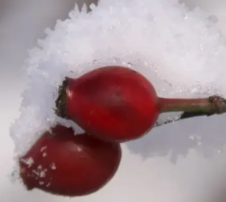 Zwei rote Beeren, die mit Schnee bedeckt sind, befinden sich auf einem Zweig mit einem Ast. Der Schnee ist weiß.