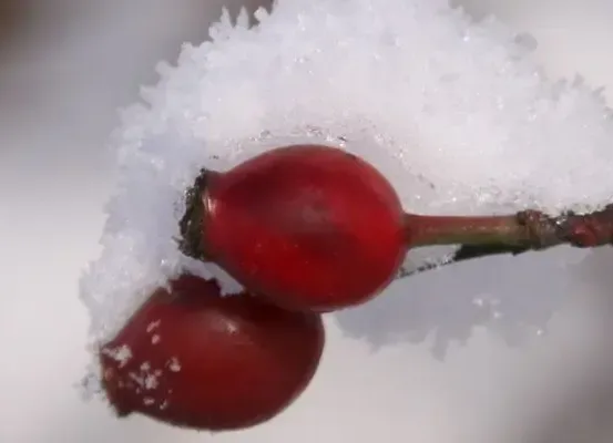 Zwei rote Beeren, die mit Schnee bedeckt sind, befinden sich auf einem Zweig mit einem Ast. Der Schnee ist weiß.