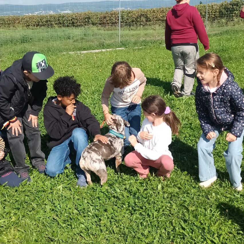 Eine Gruppe von Kindern und einem Mann kniet und sitzt auf einem Grasfeld. Sie schauen einen Hund in der Mitte an. Der Hund trägt ein Halsband. Dahinter geht eine Person.