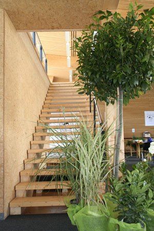 Eine Holztreppe mit modernem Design führt zu einer Holzdecke. Rechts steht ein großer grüner Baum und links befinden sich Pflanzen und Blumen. Die Wand ist aus Holz.