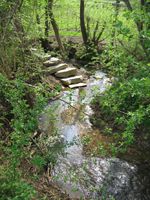 Ein kleiner Bach fließt durch ein bewaldetes Gebiet, mit Sprungsteinen, die ihn überqueren, und üppiger Grünanlage um das Wasser herum.