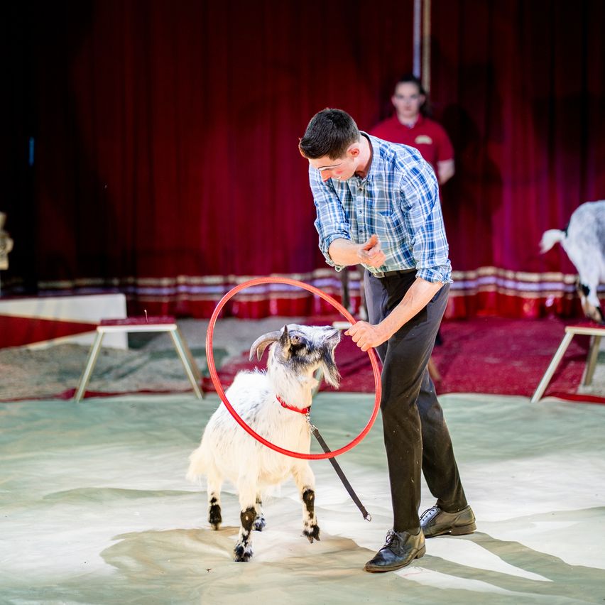 Ein Mann in Clown-Kostüm führt in einem Zirkus mit einer Ziege auf und hält eine rote Hula-Hoop.