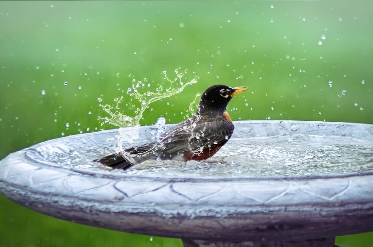 A black and red bird splashes in a birdbath, surrounded by water droplets.