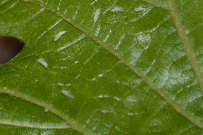 A close-up view of a green leaf with small, white insects on it. The leaf has a textured surface with visible veins.