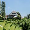 Bild enthält, Nature, Outdoors, Countryside, Rural, Scenery, Farm, Fir, Tree, Vineyard, Car