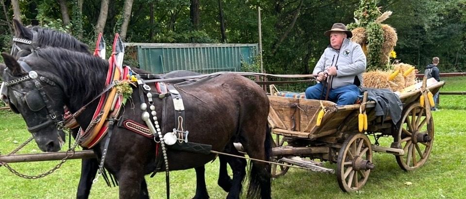Ein Mann fährt einen Pferdewagen auf einer Wiese mit Bäumen im Hintergrund. Die Pferde sind mit dekorativen Ornamenten geschmückt.