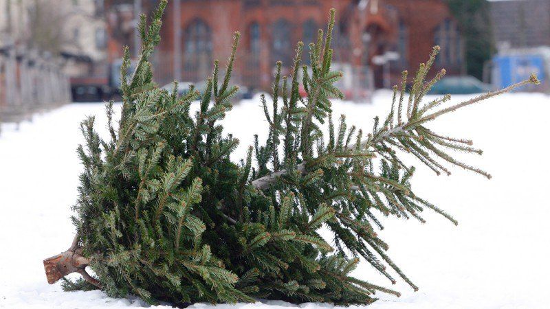 Ein umgestürzter Weihnachtsbaum liegt auf dem schneebedeckten Boden mit einem Backsteingebäude im Hintergrund.