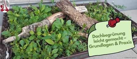 A close-up view of a container with various plants, including leafy greens and stems, alongside a red pin pointing to the text on a green card that reads 'Dachbegrünung leicht gemacht Grundlagen & P'.