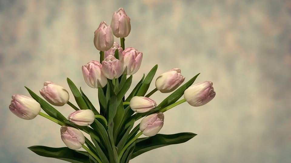 v1_migrated_image_76966137