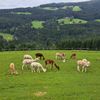 Bild enthält, Field, Grassland, Nature, Outdoors, Countryside, Pasture, Rural, Ranch, Grazing, Meadow