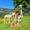 Bild enthält, Animal, Lion, Mammal, Wildlife, Grassland, Nature, Outdoors, Llama, Antelope, Dog