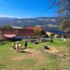 Bild enthält, Nature, Outdoors, Countryside, Rural, Pasture, Mammal, Sheep, Ranch, Dog, Person