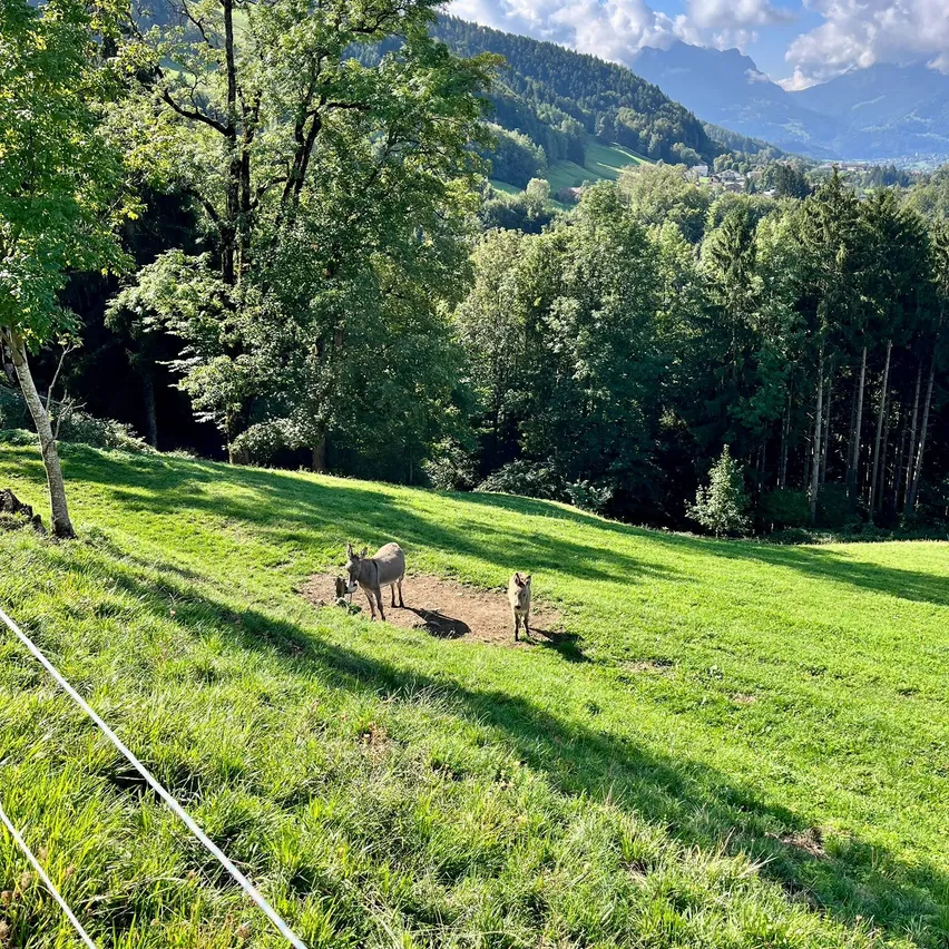 Zwei Esel und ein Hund befinden sich in einem Grasfeld mit Bäumen und Bergen im Hintergrund.