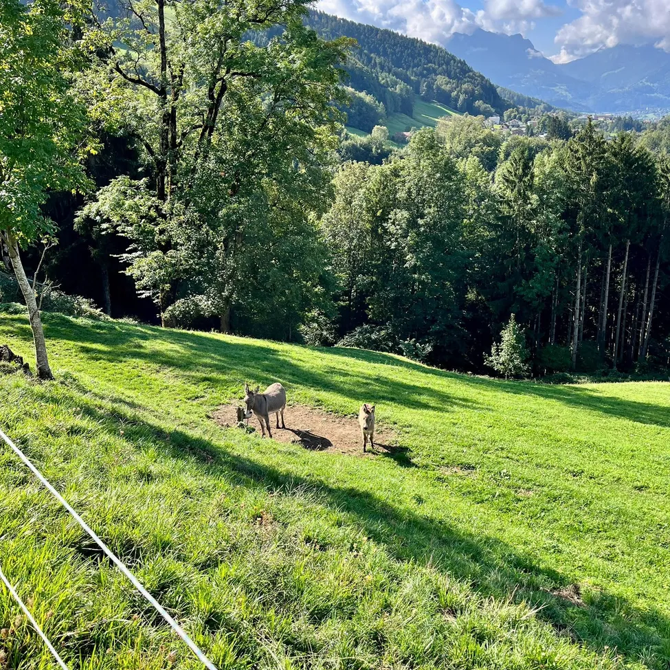Zwei Esel und ein Hund befinden sich in einem Grasfeld mit Bäumen und Bergen im Hintergrund.