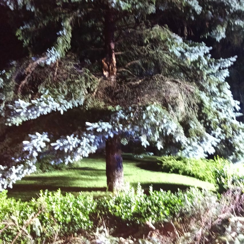 Ein Baum mit grünen Blättern und einem rauen Stamm steht mitten in einem Grasbereich bei Nacht.
